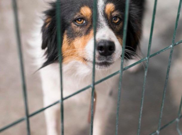 Stop à l’abandon des animaux !